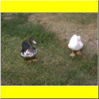DSCN6217_s.jpg