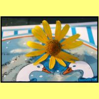 IMG_3249_s.jpg