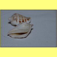 dsc_5048_zwei_Muscheln.jpg