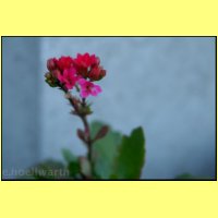dsc_1393_rot.jpg