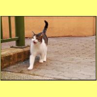 dsc_5332_Katze.jpg